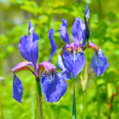 Iris arctique - Iris à soies  - Leaderplant