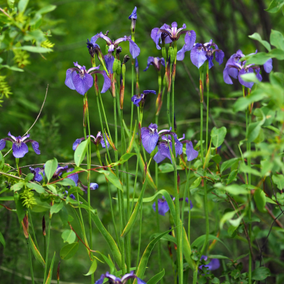 Iris arctique - Iris à soies  - Leaderplant