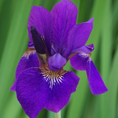 Iris de Sibérie - Leaderplant