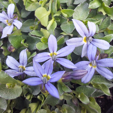 Pratia - Isotoma Dark Blue  - Leaderplant