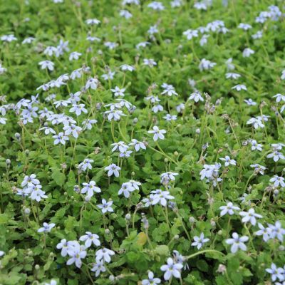 Pratia pedunculata - Isotoma - Leaderplant