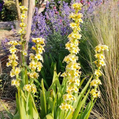 Bermudienne striée - Leaderplant