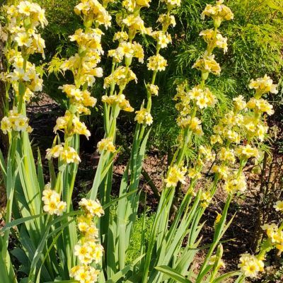 Bermudienne striée - Leaderplant