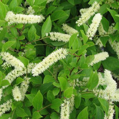 Itea virginica - Leaderplant