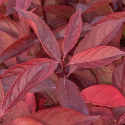 Itea virginica - Leaderplant