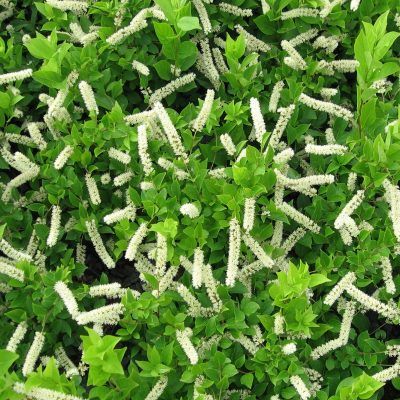 Itea virginica - Leaderplant