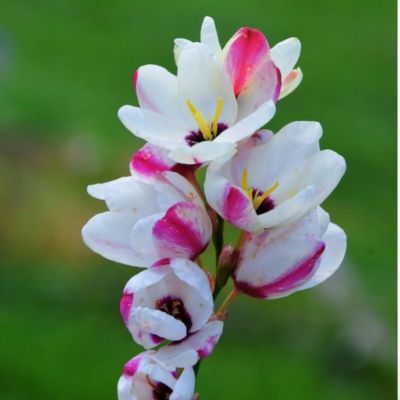 Lis des blés (15 Bulbes)  - Leaderplant