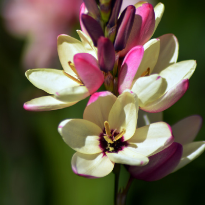 Lis des blés - Ixia blanc (15 Bulbes) - Leaderplant