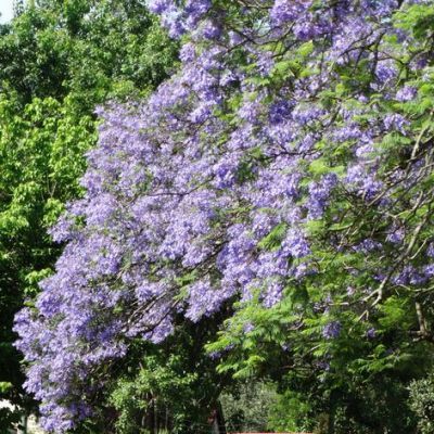 Jacaranda-Flamboyant Bleu - Leaderplant