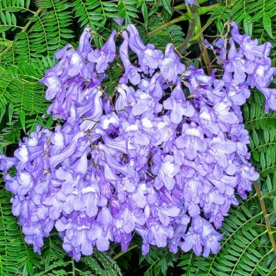Jacaranda-Flamboyant Bleu - Leaderplant