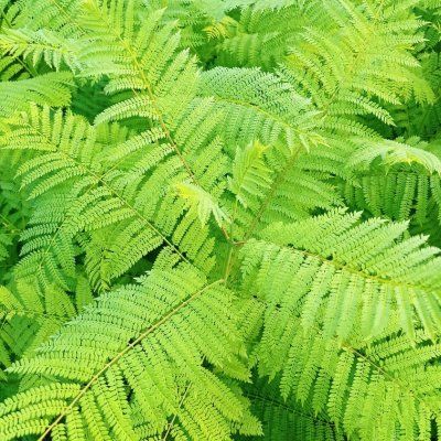 Jacaranda-Flamboyant Bleu - Leaderplant