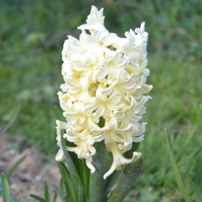 Jacinthe Gipsy Princess (5 Bulbes)   - Leaderplant