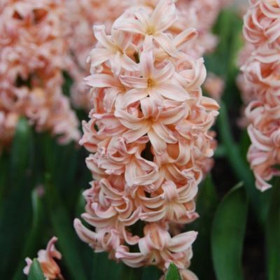 Jacinthe Gipsy Queen (5 Bulbes)   - Leaderplant