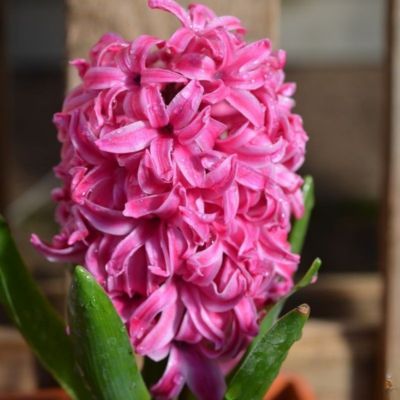 Jacinthe Pink Pearl (5 Bulbes)  - Leaderplant