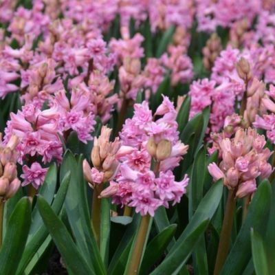 Jacinthe Double Spring Beauty (3 Bulbes)   - Leaderplant