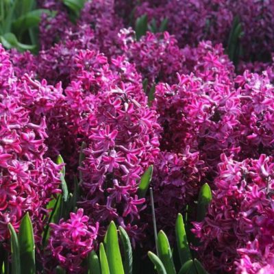 Jacinthe Woodstock (5 Bulbes)   - Leaderplant