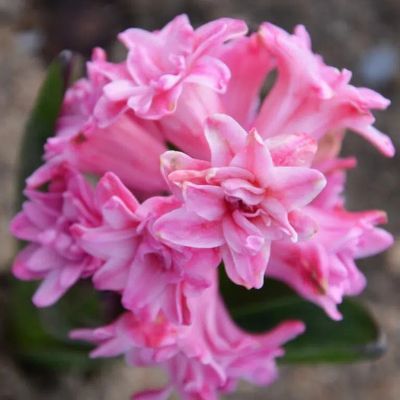 Jacinthe Double Spring Beauty (3 Bulbes)   - Leaderplant