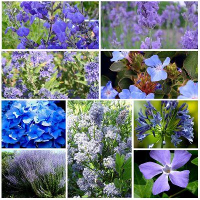 KIT Jardin bleu - Leaderplant