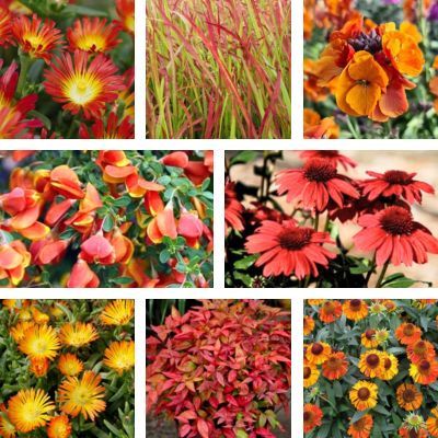 KIT Jardin rouge-orangé - Leaderplant