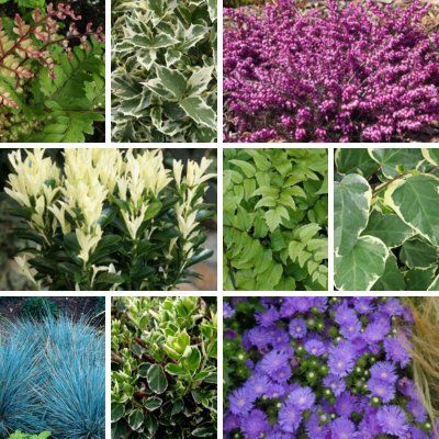 KIT Jardinière automne/hiver - Leaderplant