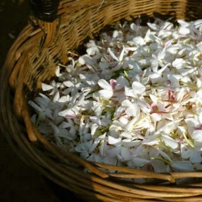 Jasmin de Grasse  - Leaderplant