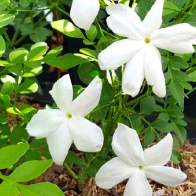 Jasmin de Grasse  - Leaderplant
