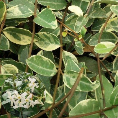 Jasmin étoilé panaché - Leaderplant