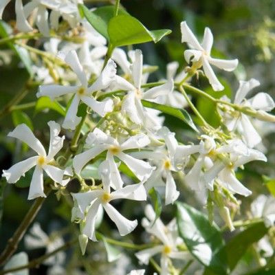 Jasmin étoilé persistant / Faux jasmin - Leaderplant