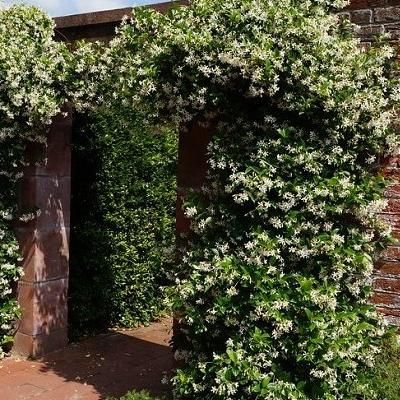 Jasmin étoilé persistant / Faux jasmin - Leaderplant