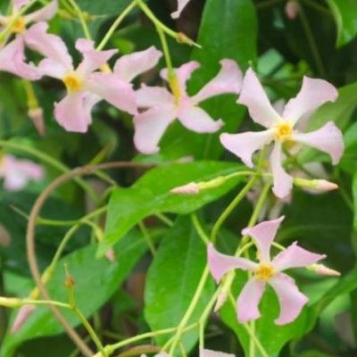 Jasmin étoilé à fleurs roses - Leaderplant