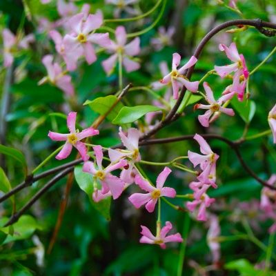 Jasmin étoilé à fleurs roses - Leaderplant