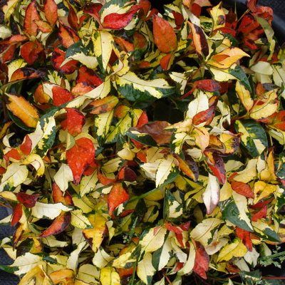 Jasmin étoilé Ogon Nishiki  - Leaderplant