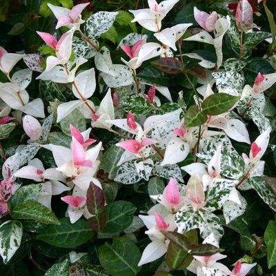 Jasmin étoilé tricolor - Leaderplant