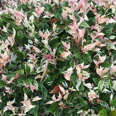 Jasmin étoilé tricolor - Leaderplant