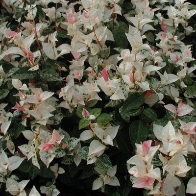 Jasmin étoilé tricolor - Leaderplant