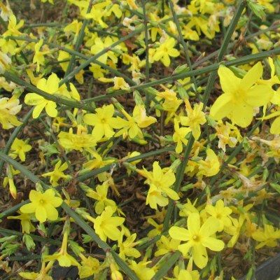 Jasmin d'hiver - Leaderplant