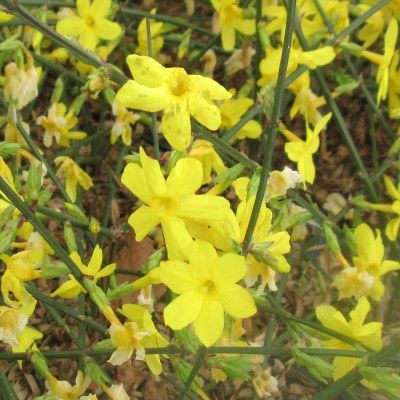 Jasmin d'hiver - Leaderplant