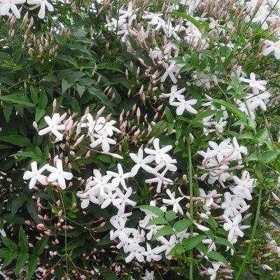 Jasmin officinal / Jasmin de Tunisie - Leaderplant