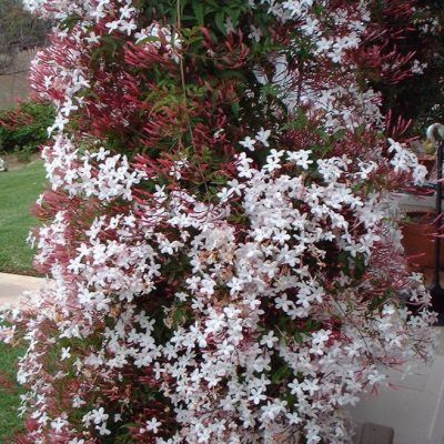 Jasmin rose - Leaderplant