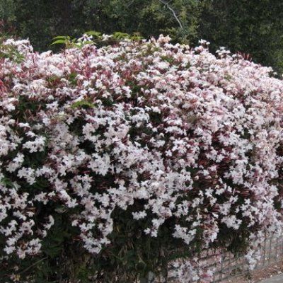 Jasmin rose - Leaderplant