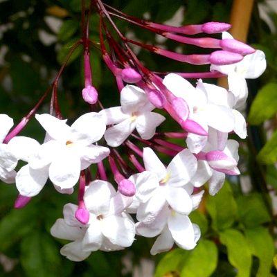 Jasmin rose - Leaderplant