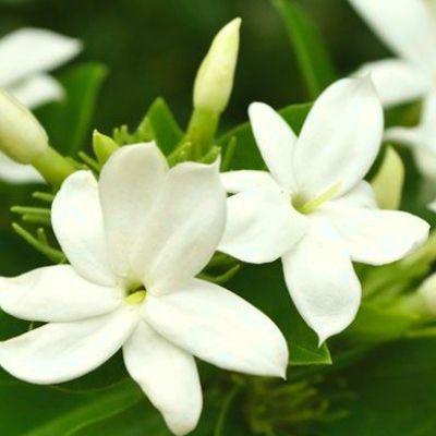 Jasmin d'Arabie - Leaderplant