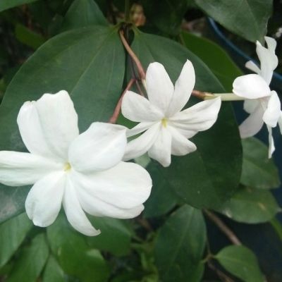 Jasmin d'Arabie - Leaderplant