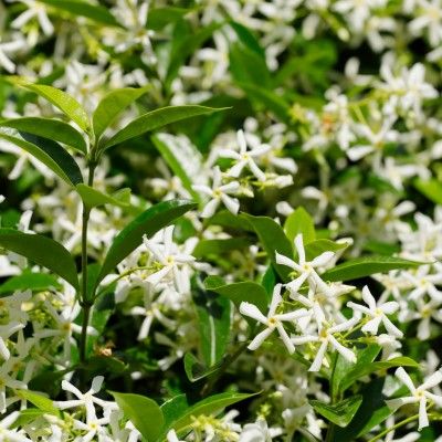 Jasmin étoilé persistant / Faux jasmin en mini-motte - Leaderplant