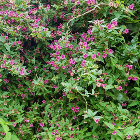 Jasmin roses Beesianum - Leaderplant