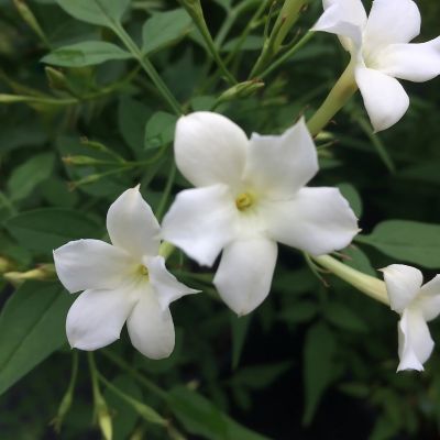 Jasmin officinal à grandes fleurs - Leaderplant