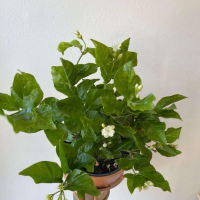 Jasmin d'Arabie - Leaderplant