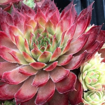 Joubarbe Chick Charms ® Butterscotch Baby ®  - Leaderplant