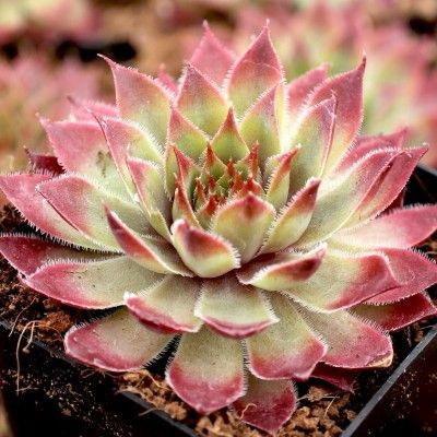 Joubarbe Chick Charms ® Butterscotch Baby ®  - Leaderplant