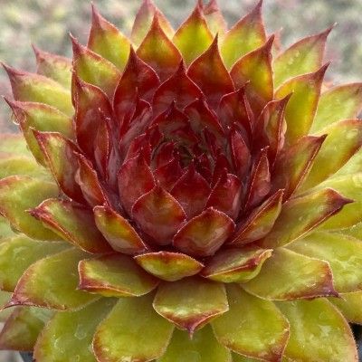 Joubarbe Chick Charms ® Pineapple Paradise ®  - Leaderplant